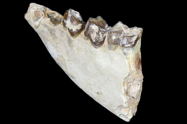 Oreodont (Merycoidodon) Jaw Section - South Dakota #128119